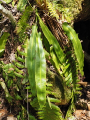 Asplenium komarovii