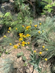 Senecio venosus
