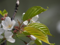 Prunus leveilleana