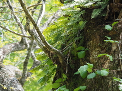 Polypodium fauriei