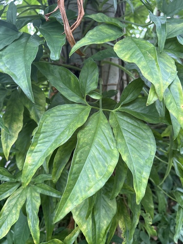 Syngonium angustatum observed 2025-08-28