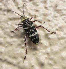 Megacyllene antennata