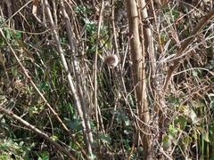 Sinosuthora webbiana