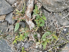 Boehmeria penduliflora