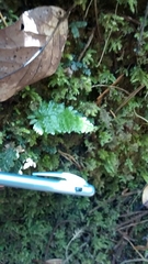 Abrodictyum elongatum