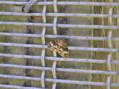 Pseudocoremia indistincta