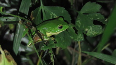 Zhangixalus taipeianus