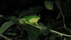 Zhangixalus taipeianus