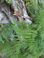 Davallia trichomanoides