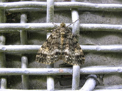 Pseudocoremia indistincta