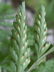 Davallia trichomanoides
