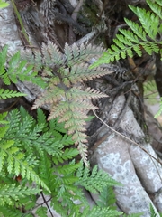 Davallia trichomanoides