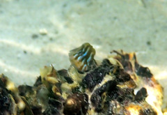 Omobranchus anolius