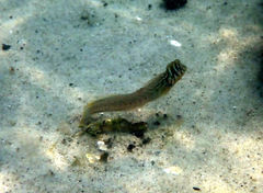 Omobranchus anolius