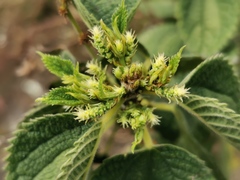 Boehmeria macrophylla