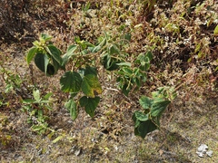 Boehmeria macrophylla