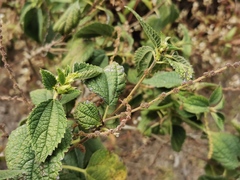 Boehmeria macrophylla