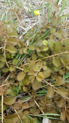 Argentina anserinoides