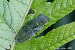 Zhangixalus prominanus