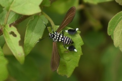 Horama plumipes