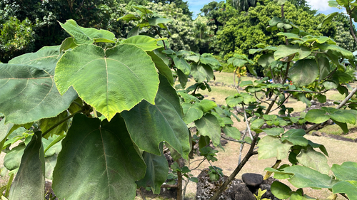 Broussonetia papyrifera, 2025-08-28