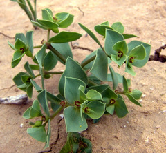 Euphorbia falcata