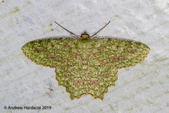 Herochroma urapteraria