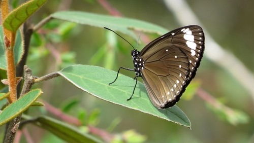 Purple Crow Butterfly