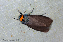 Macrobrochis borneensis