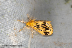 Medama megerata