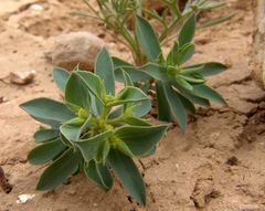 Euphorbia falcata