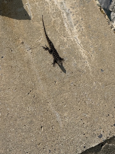 iNaturalist observation photo of Western Fence Lizard