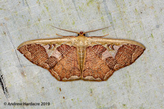 Zythos avellanea