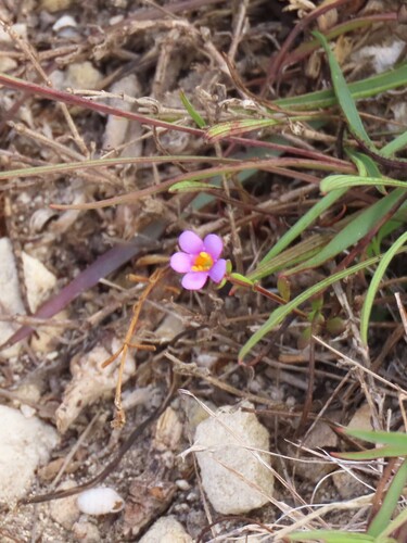 Fineleaf Skunkbush (Chaenostoma revolutum)