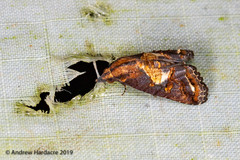 Lophoptera leucostriga