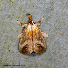 Scopelodes pallivittata