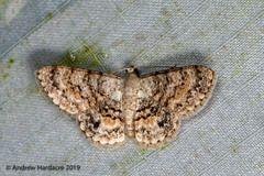 Myrioblephara pallibasis