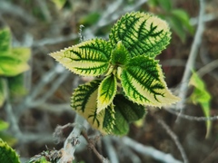 Boehmeria macrophylla