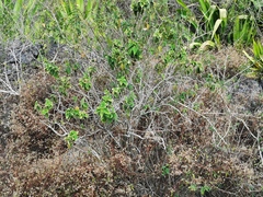 Boehmeria macrophylla