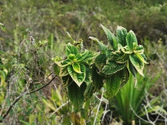 Boehmeria macrophylla