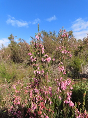Erica bauera, photograph Christiaan Viljoen, CC BY, iNaturalist via GBIF