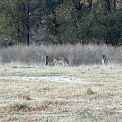 Canis latrans