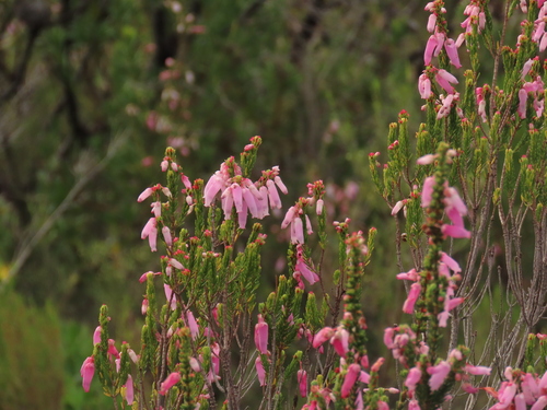 Gouriqua Heath (Erica bauera)
