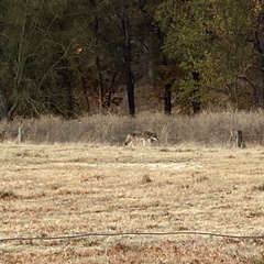 Canis latrans