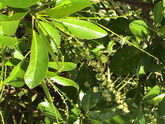 Croton heterocarpus
