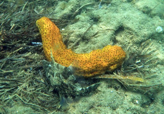 Stichopus herrmanni