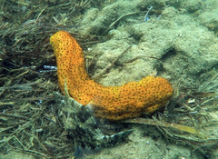 Stichopus herrmanni