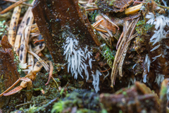 Mucronella bresadolae