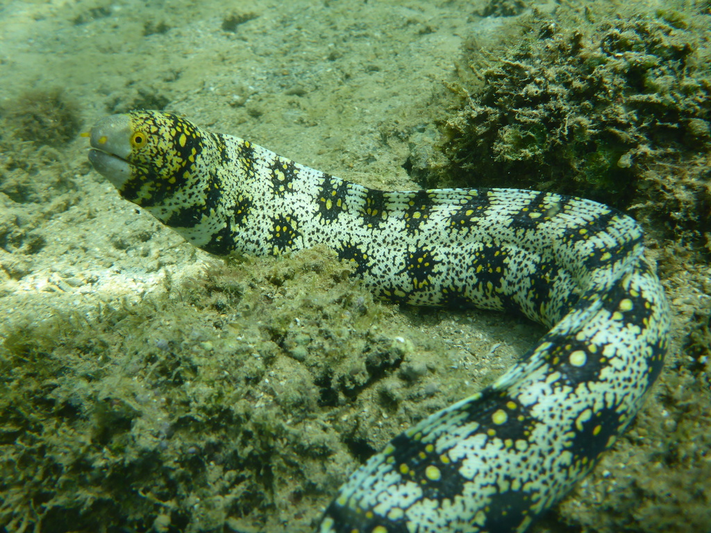 Snowflake moray