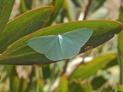 Chlorocoma assimilis